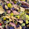 Carrousel de fleurs 30g