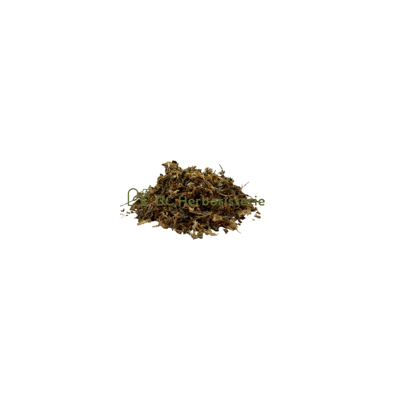 copy of Absinthe petite sommités