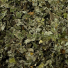 Grande bardane feuilles