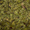 Busserole (Uva ursi) feuilles