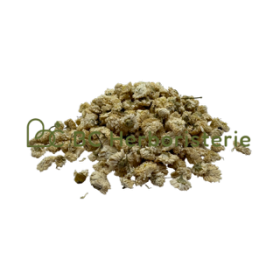 Camomille romaine fleurs