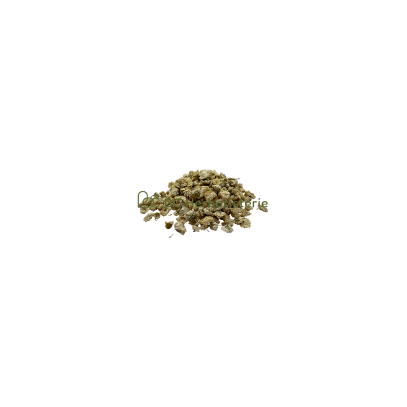 Camomille romaine fleurs