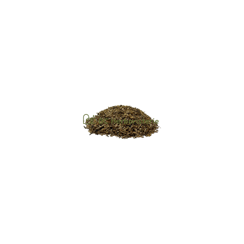 Chiendent officinal rhizome