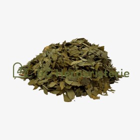 Ginkgo biloba