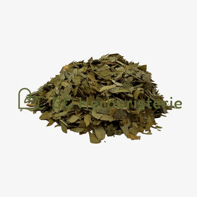Ginkgo biloba