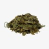 Ginkgo biloba