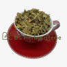 Ginkgo biloba