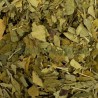 Ginkgo biloba