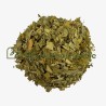 Ginkgo biloba