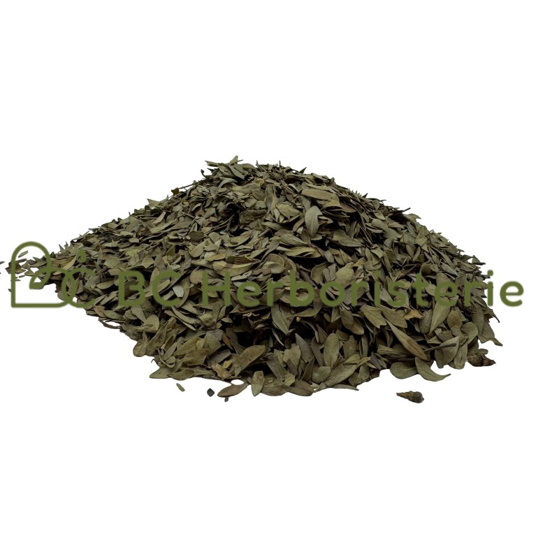 Globulaire feuille
