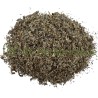 Génépi des Alpes (Glacialis) partie aérienne