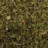 Gymnena sylvestris feuille