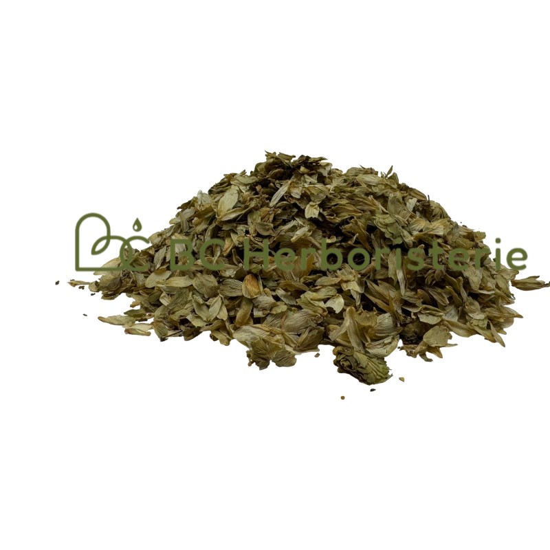 Houblon cône