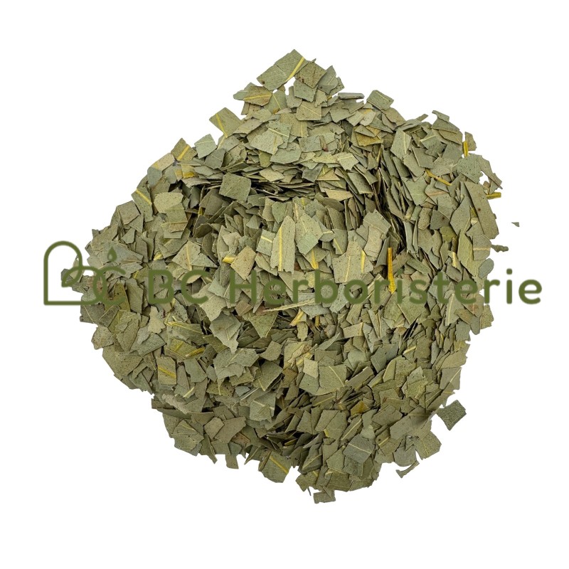 Eucalyptus feuille