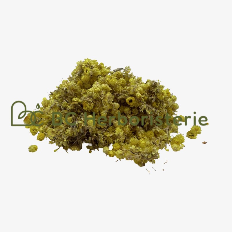 Immortelle à grosse fleur