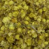 Immortelle à grosse fleur