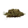 Immortelle hélichryse italienne