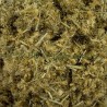 Immortelle hélichryse italienne