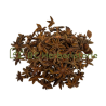 Badiane fruit