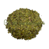 Busserole (Uva ursi) feuilles