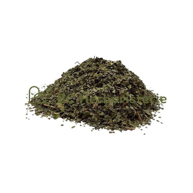 Figuier feuille
