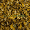 Bouillon blanc (molène) fleurs