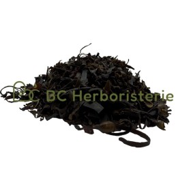 Fucus (Varech)