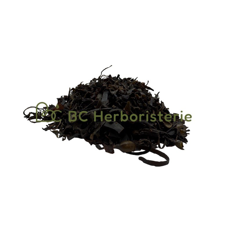 Fucus (Varech)