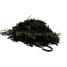 Fucus (Varech)