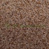 Ispaghul (psyllium blond) graine