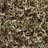 Lichen d'Islande thalle