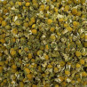 Camomille allemande (matricaire) fleurs