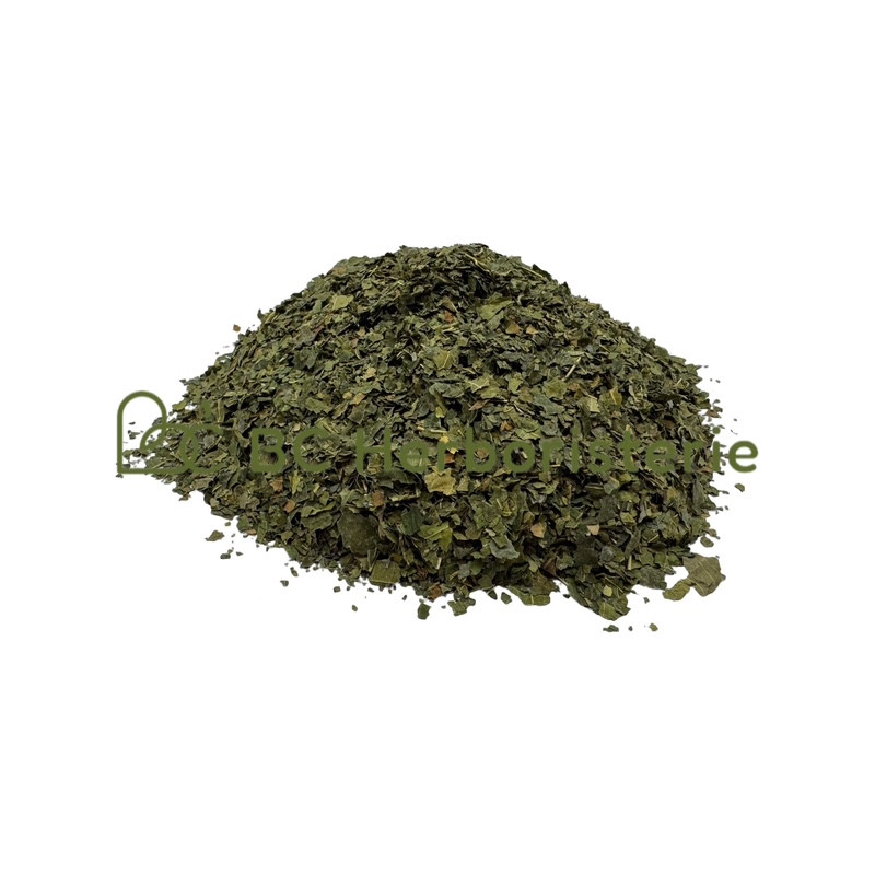 Mûrier feuille