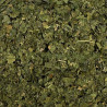 Mûrier feuille
