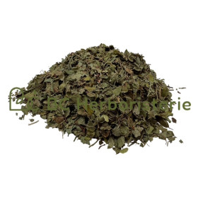 Myrtille feuille