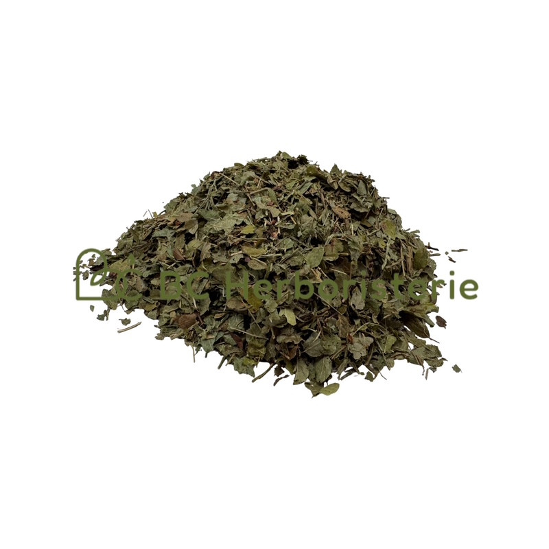 Myrtille feuille