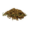 Oranger bigaradier bouton