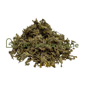 Primevère officinale fleur