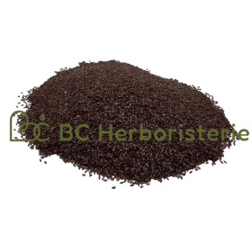 Psyllium noir graine