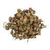 Rose de Damas bouton floral