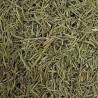 Romarin feuille