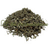 Sauge officinale feuille coupée