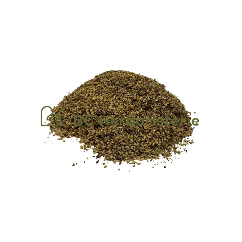 Sureau fleur