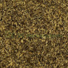 copy of Absinthe petite sommités