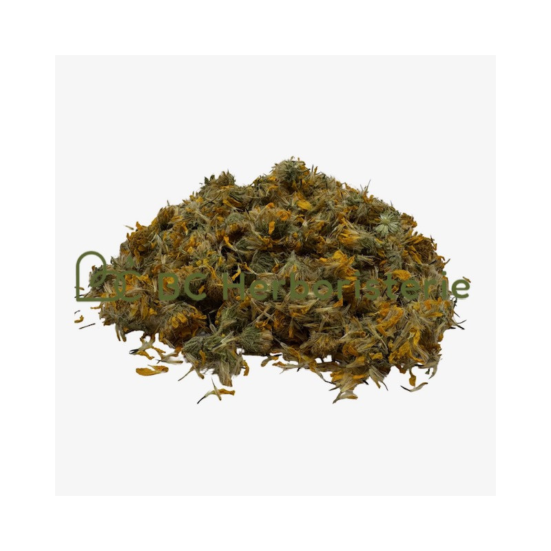 Arnica (montana) capitule floral