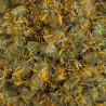 Arnica (montana) capitule floral
