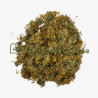 Arnica (montana) capitule floral