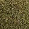 Origan feuille