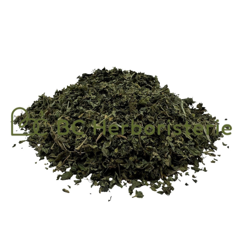 Ortie piquante feuille
