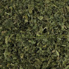 Ortie piquante feuille